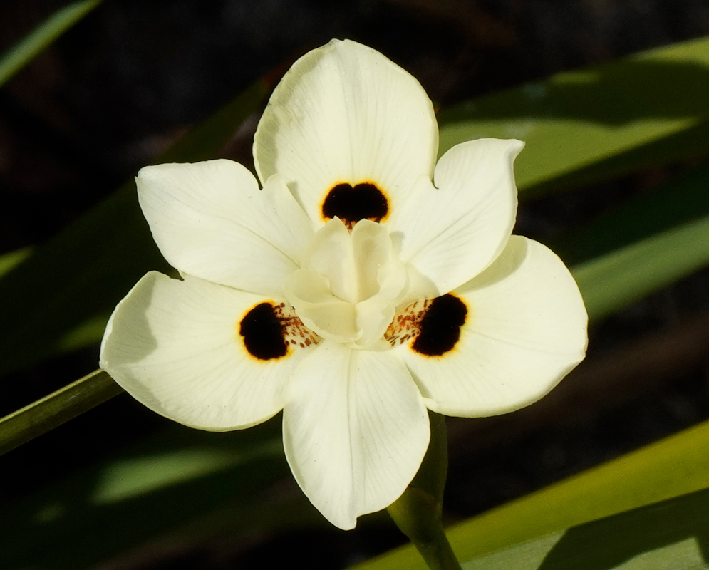 Dietes bicolor In Sunlight A sharply lit Dietes bicolor flower showing strong petal texture and vivid central blotches under direct sunlight