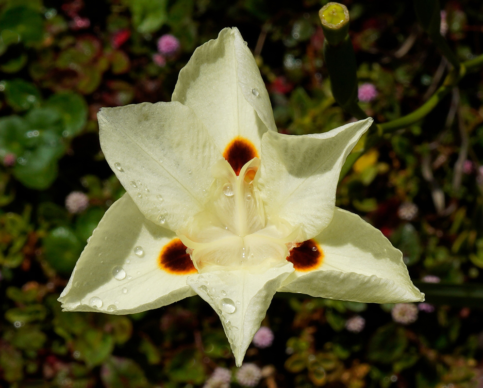 Wet Dietes bicolor Flower A Dietes bicolor bloom with glistening water droplets, its narrow petals arching around the dark orange-spotted eyespots