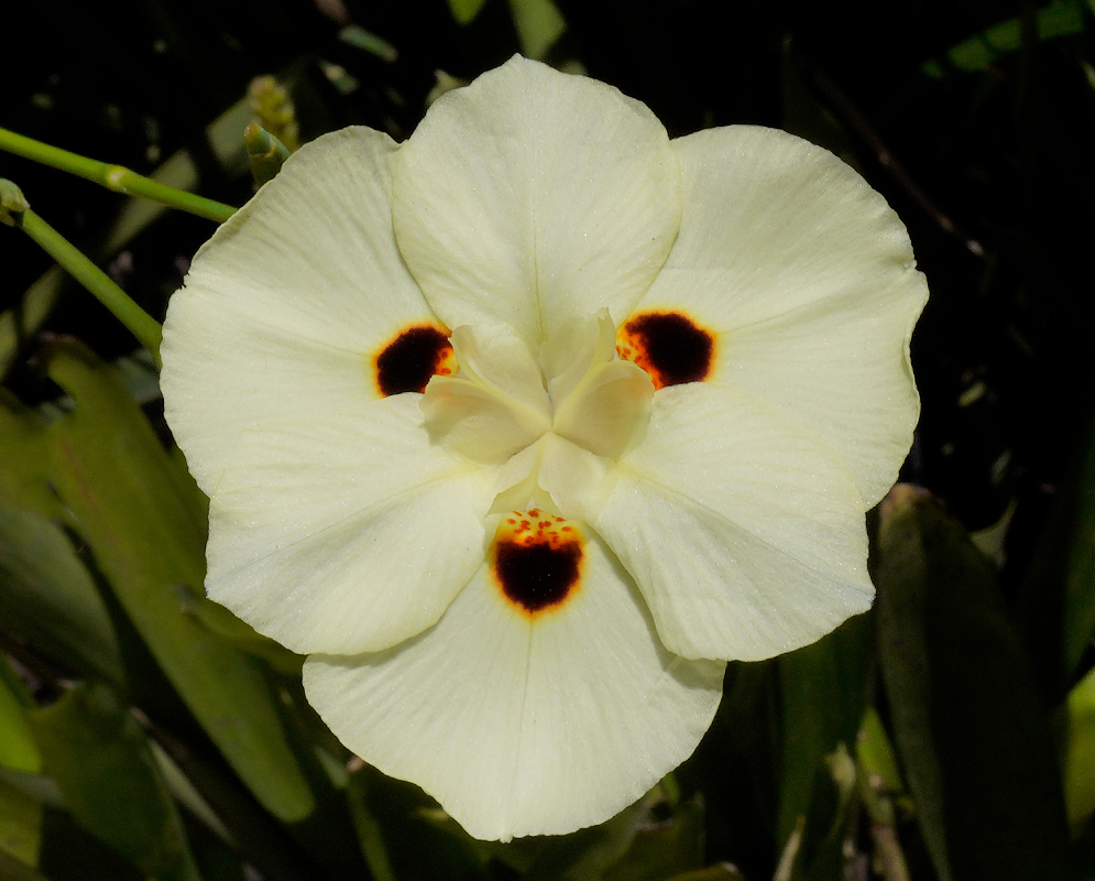 Dietes bicolor White Flower A white-flowered Dietes bicolor with symmetrical petals and striking dark central blotches ringed with orange speckles