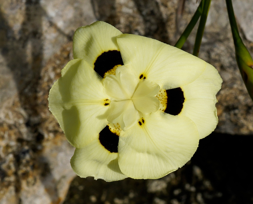 Dietes bicolor Yellow Flower A close-up of a pale yellow Dietes bicolor flower with prominent black and orange blotches at the base of its petals