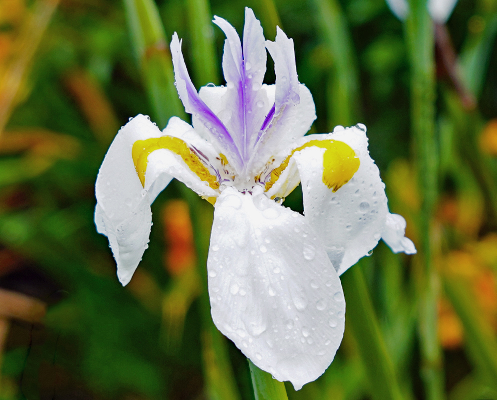 Dietes grandiflora white flower covered in raindrops