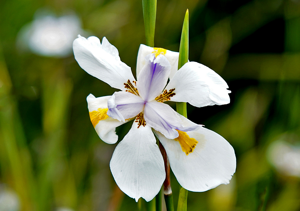 A white Dietes grandiflora flower marked with yellow, brown and violet