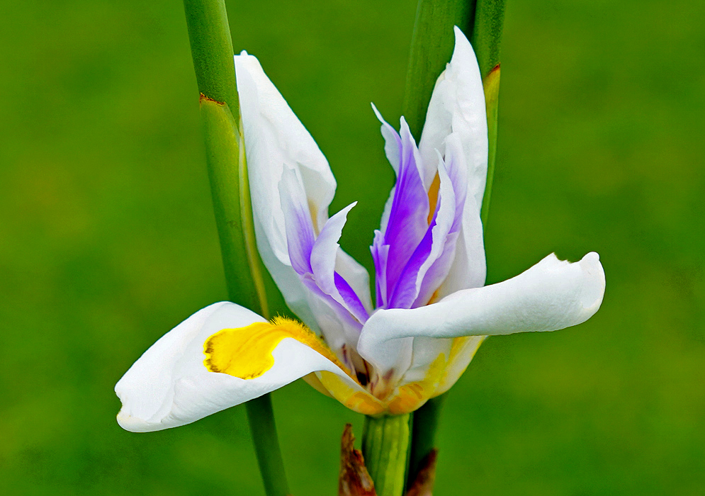 An opening white Dietes grandiflora flower marked with yellow and purple