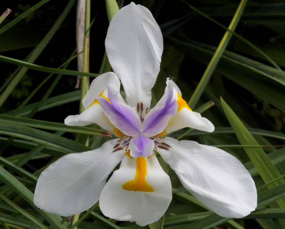 White Dietes grandiflora flower with yellow and pruple 