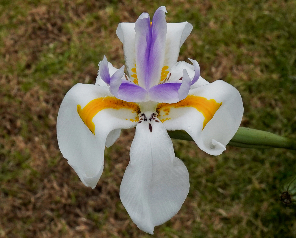 A top-view of a Dietes grandiflora flower with white, yellow and purple colors