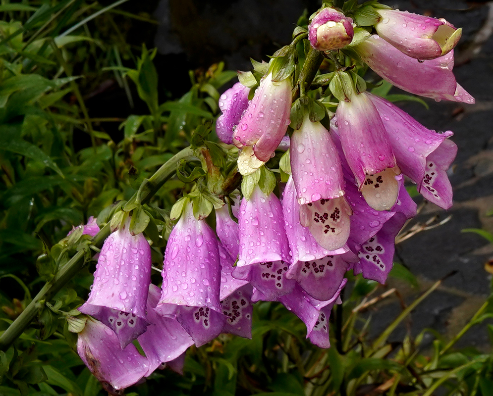 Spikes of Digitalis purpurea funnel-shaped, dark rose-pink flowers