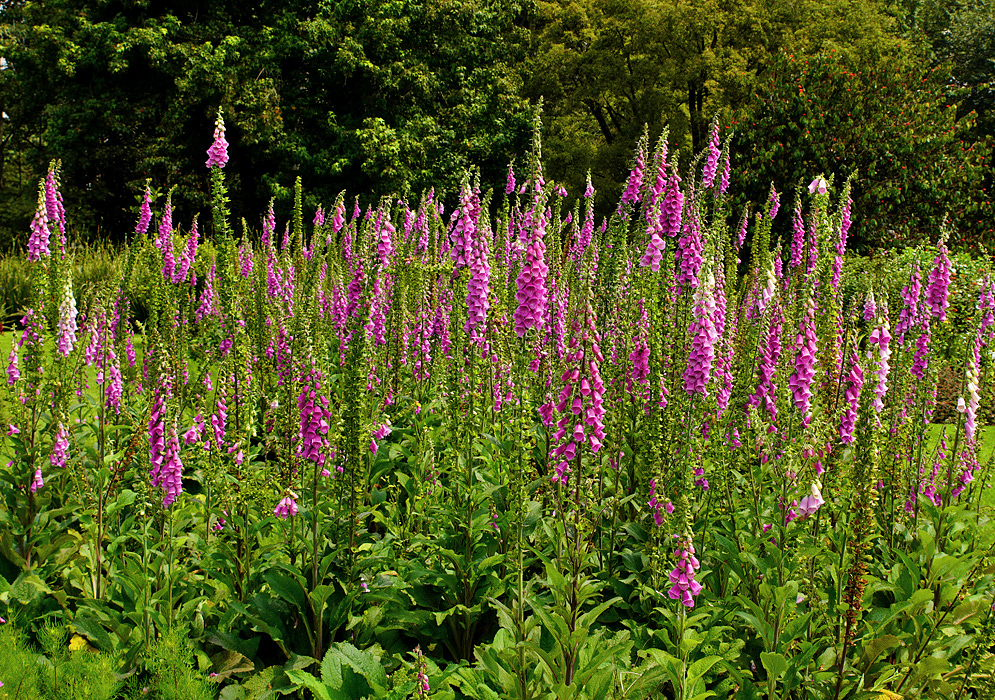 Digitalis purpurea flower bed with bright purple and pink flowers