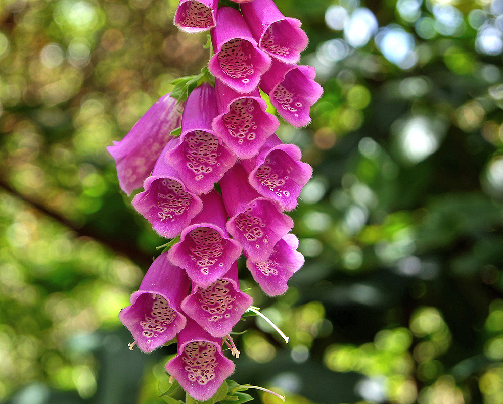 Funnel-shaped, dark rose-pink Digitalis purpurea flowers with white marking in the throat