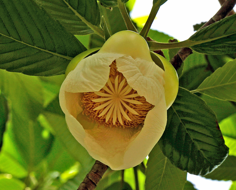 Dillenia indica White Flower Large creamy-white Dillenia indica flower with thick petals opening to reveal a dense cluster of yellow stamens surrounded by glossy green leaves