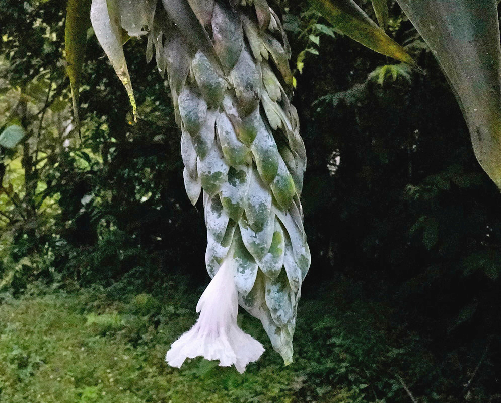 Dimerocostus cryptocalyx plant habit and foliage