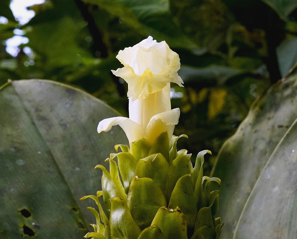 Dimerocostus strobilaceus flower