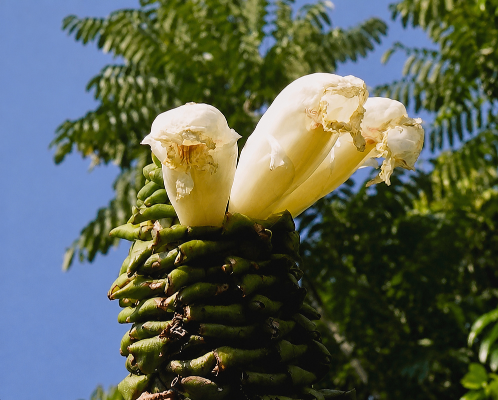 Dimerocostus strobilaceus Flowers Dimerocostus strobilaceus flowers