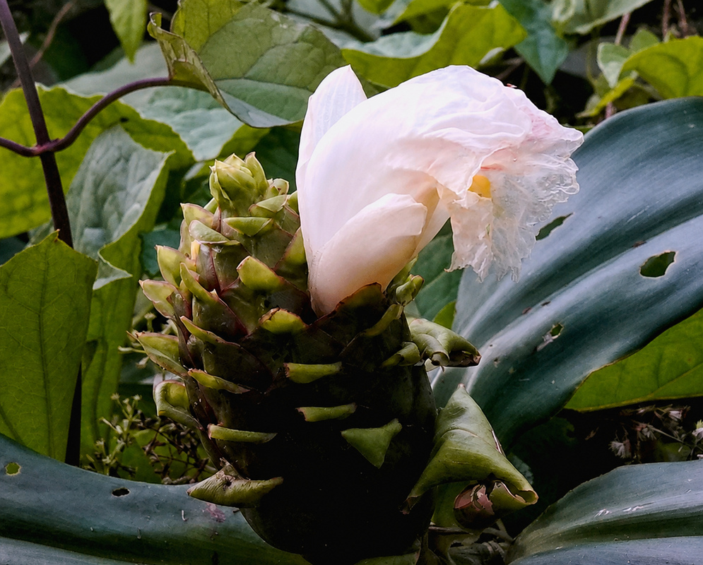 Dimerocostus strobilaceus White Flower Dimerocostus strobilaceus white flower