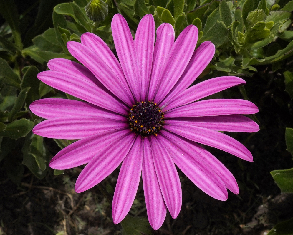 Dimorphotheca ecklonis Pink Flowers Pink Dimorphotheca ecklonis flowers in sunlight