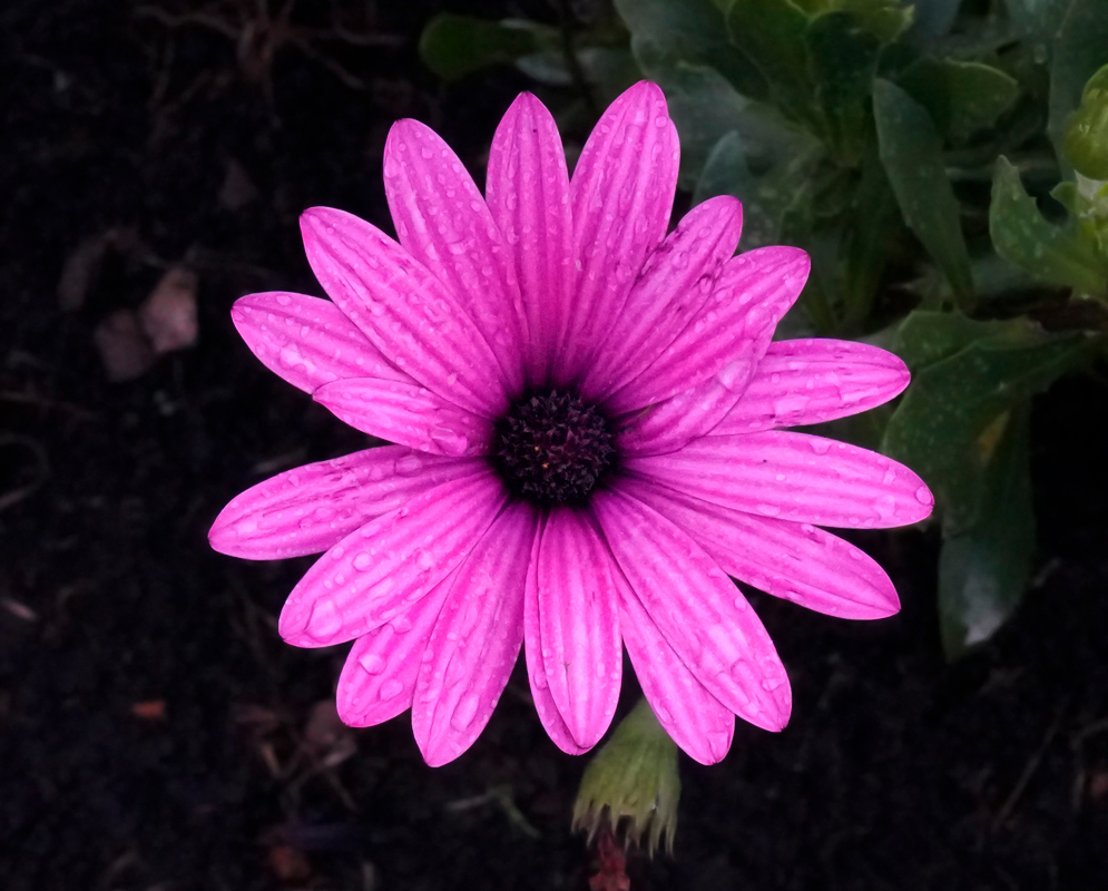 Dimorphotheca ecklonis Purple Flower A wet pink-purple Dimorphotheca ecklonis flower