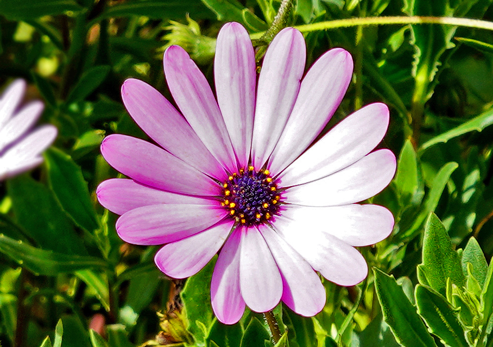Dimorphotheca ecklonis Light Pink A white-pink Dimorphotheca ecklonis flower with a purple center disk with tiny yellow tubular flowers in sunlight