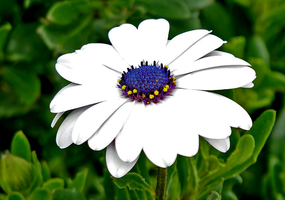 White with Blue Dimorphotheca ecklonis Flower A white Dimorphotheca ecklonis flower with a blue center and small yellow disk flowers