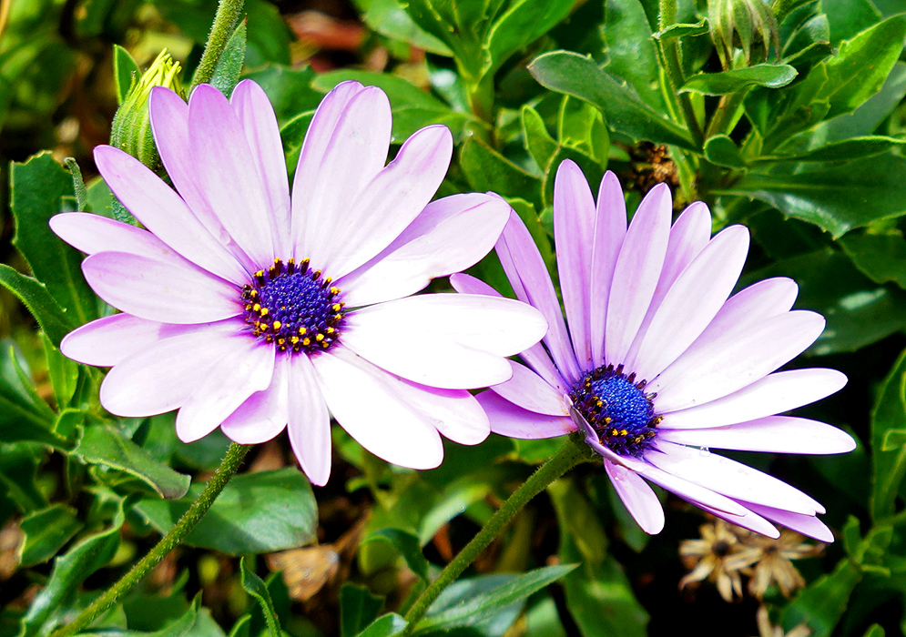 Two Dimorphotheca ecklonis Flowers Two pink Dimorphotheca ecklonis flowers with blue centers and small yellow disk flowers