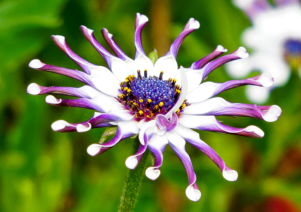A whtie Osteospermum fruticosum flower with twisted petals exposing a purple underside and a blue center disk with tiny yellow tubular flowers 