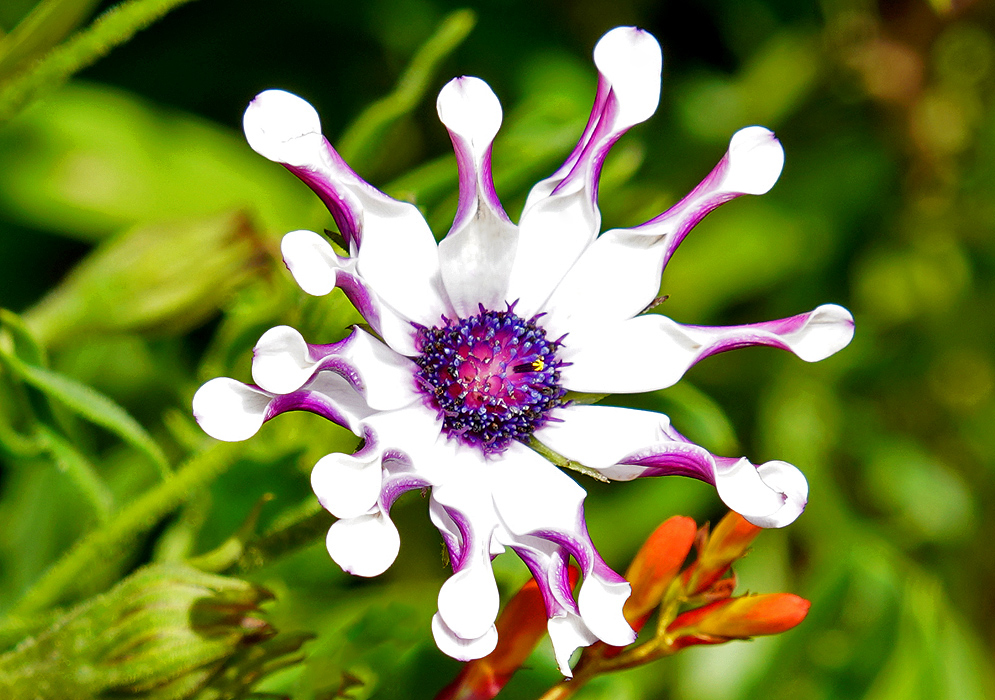 A whtie Dimorphotheca fruticosa flower with twisted petals exposing a purple underside and a blue center disk with one tiny yellow tubular flower