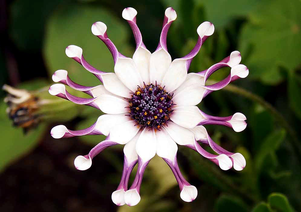 A whtie Dimorphotheca fruticosa flower with twisted petals exposing a purple underside and a purple center disk with tiny yellow tubular flowers 