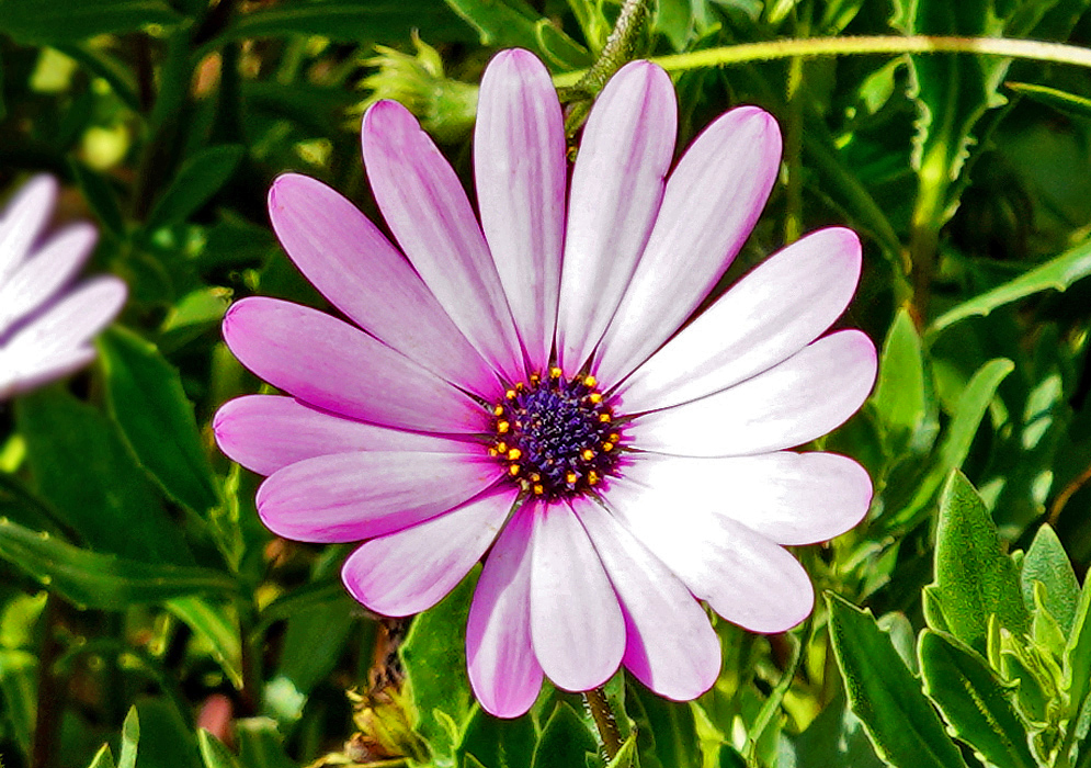 A white-pink Dimorphotheca fruticosa flower with a purple center disk with tiny yellow tubular flowers in sunlight