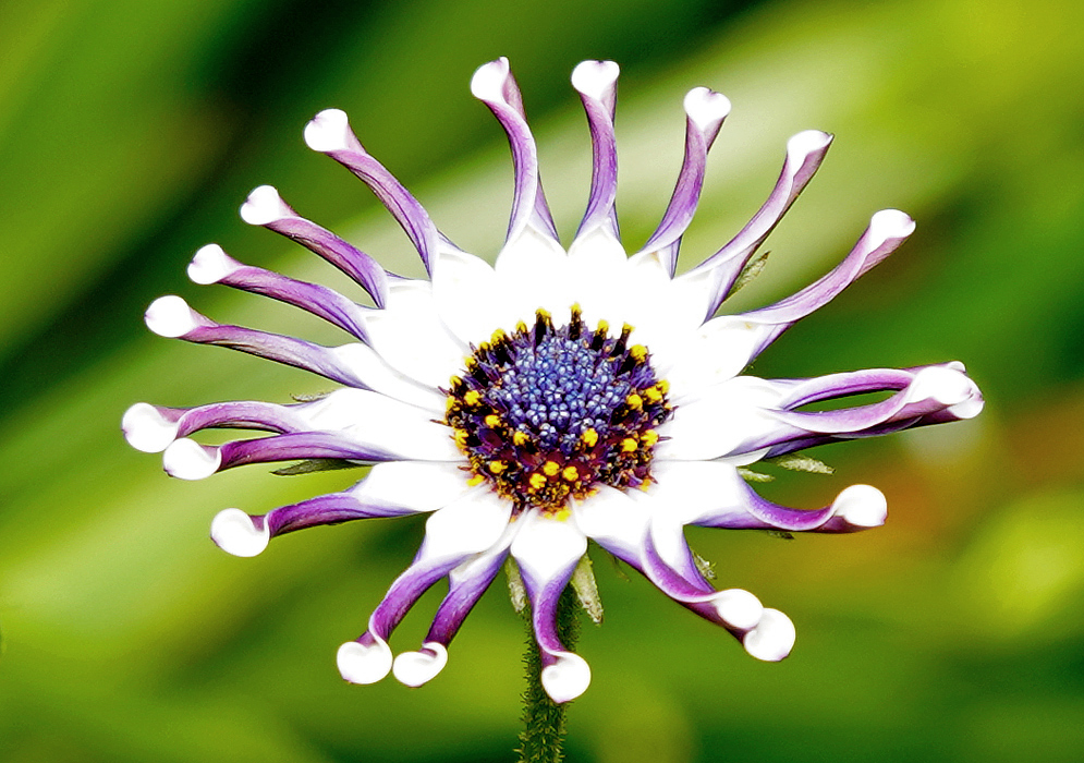 A whtie Osteospermum fruticosum flower with twisted petals exposing a purple underside and a blue center disk with tiny yellow tubular flowers in sunlight