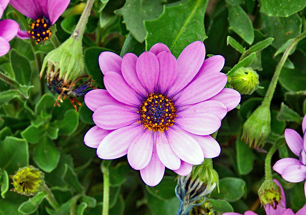 A Pink Dimorphotheca fruticosa with a blue center disk with tiny yellow tubular flowers 
