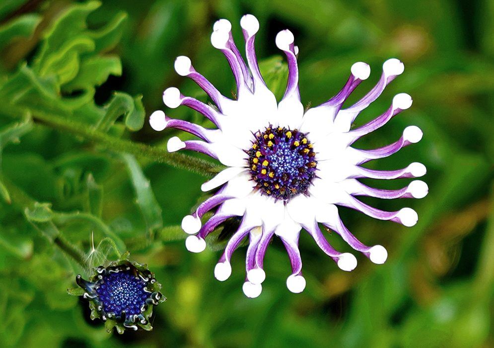 A whtie Dimorphotheca fruticosa flower with twisted petals exposing a purple underside and a blue center disk with tiny yellow tubular flowers in sunlight