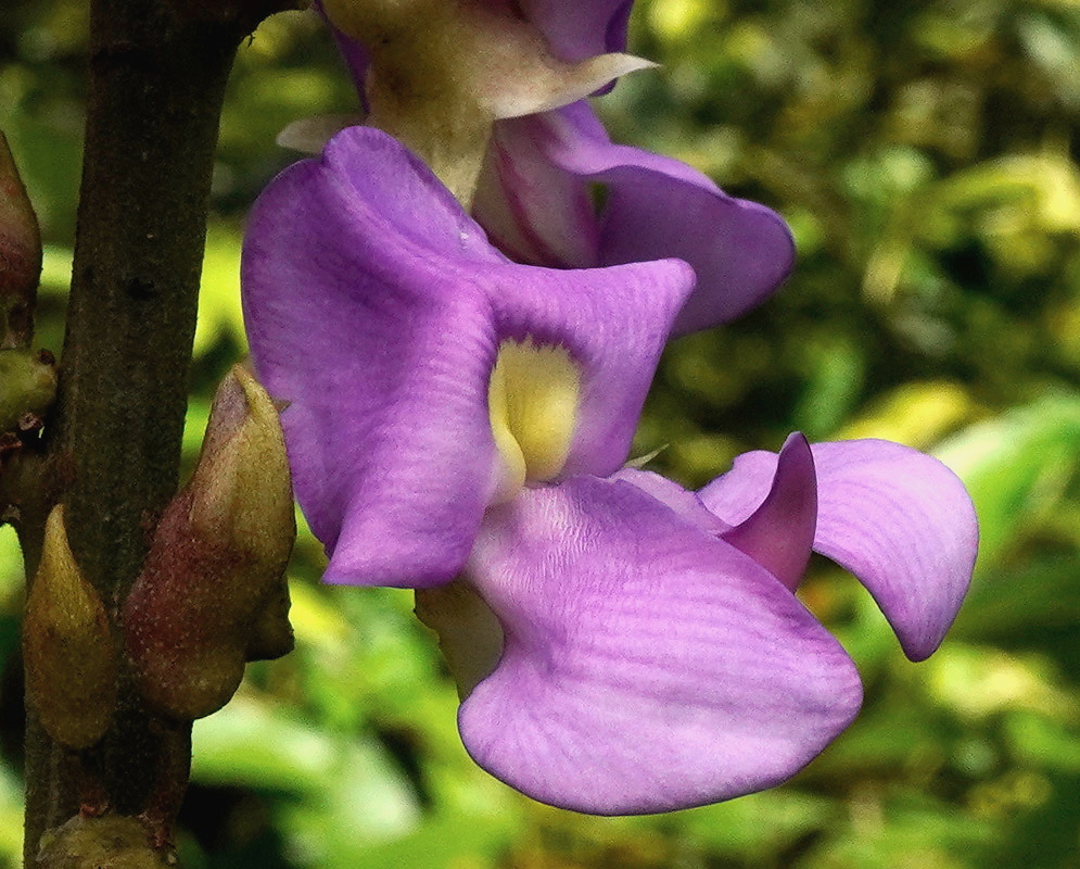 Lilac Dioclea bloom on a vine in southern Colombia