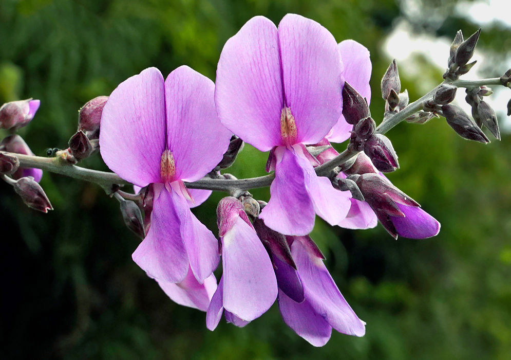 Butterfly-like shape flowers with a soft lavender to pinkish-purple hue with upper petals larger and slightly rounded, and lower petals forming a keel that encloses the reproductive structures. The center of each flower showcases a subtle yellow and white coloration and darker, purplish sepals,