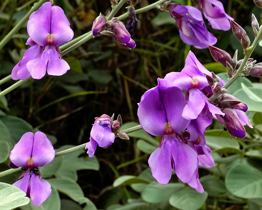 Purple Dioclea macrantha flowers