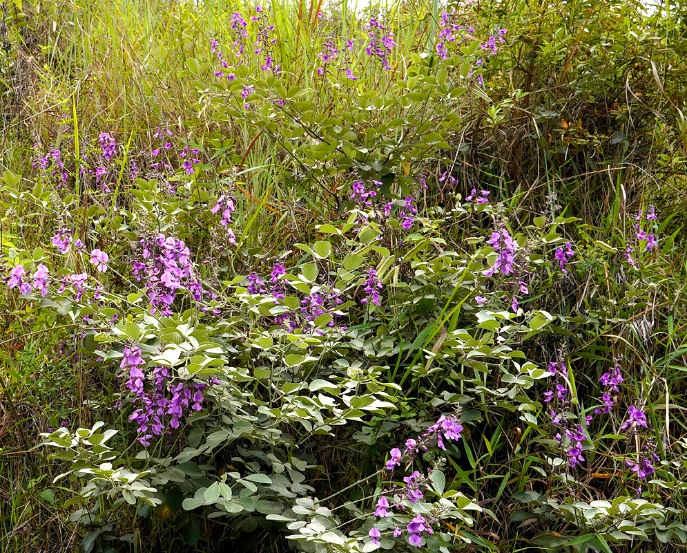 Dioclea macrant vine with purple flowers