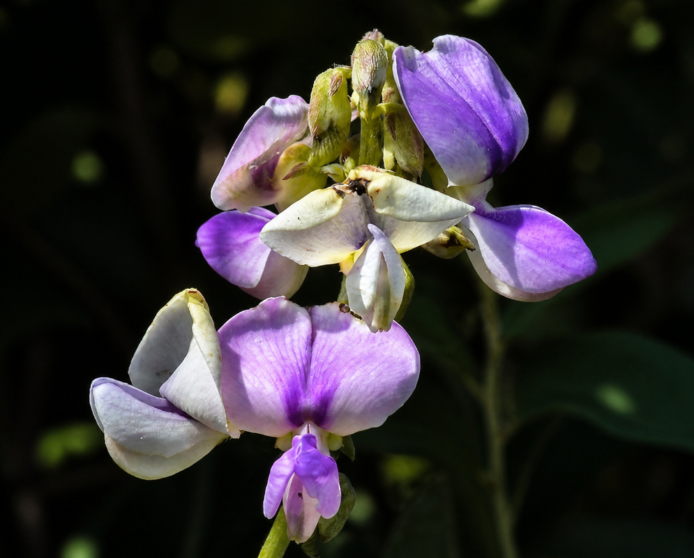 Purple Dioclea bloom on an elongated spray in southern Colombia