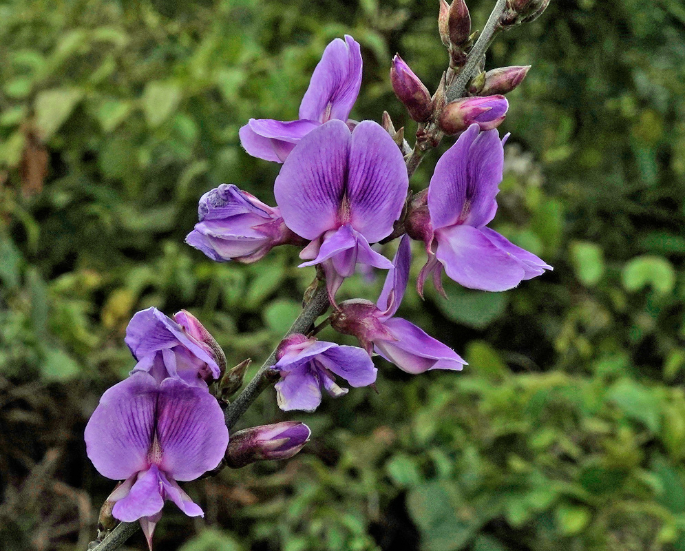 Dioclea virgata Violet Flowers Violet Dioclea virgata flowers arranged along a slender stem with unopened buds above and open blooms below
