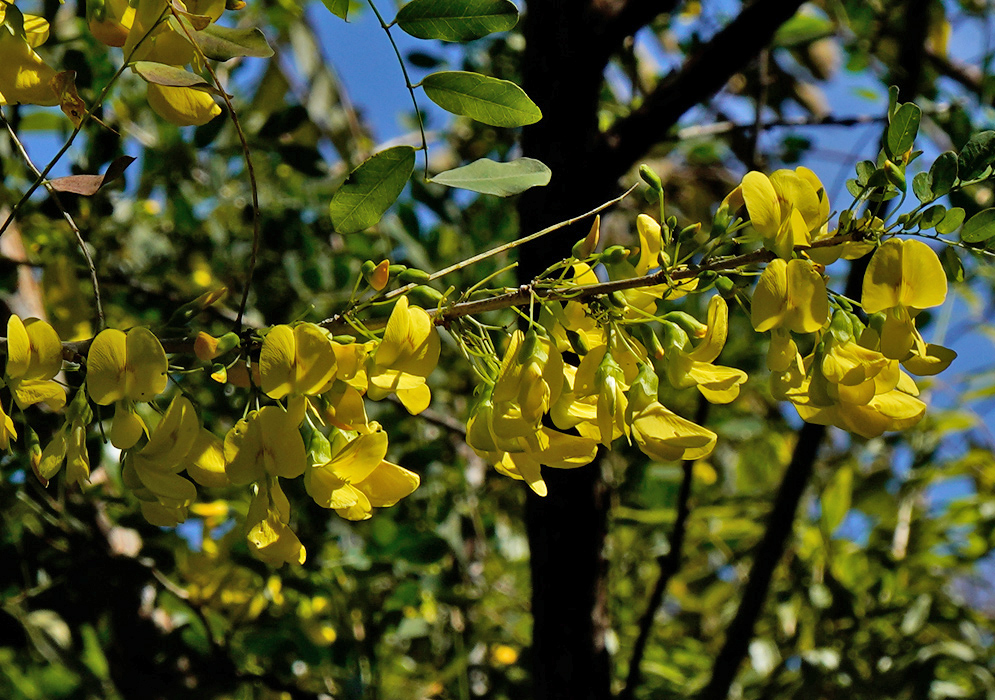 Diphysa americana Yellow Flowers Diphysa americana branch with clusters of bright yellow flowers hanging among green leaves