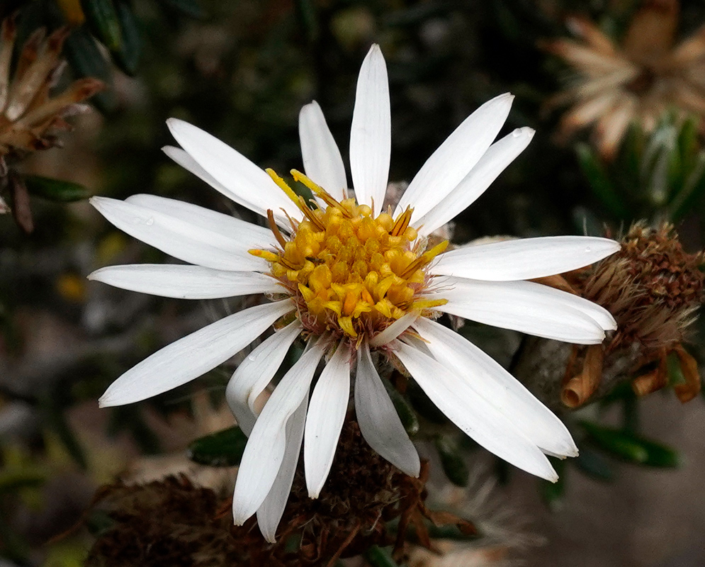 Diplostephium ericoides White Flower Diplostephium ericoides flower with narrow white petals surrounding a dense yellow disc floret cluster