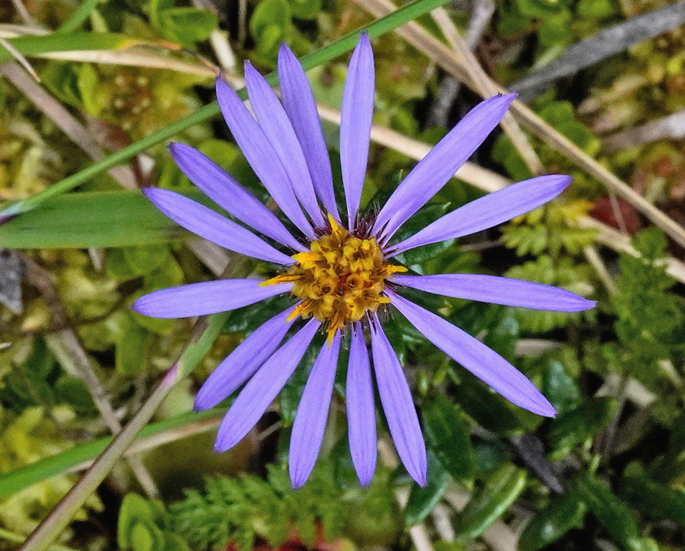 Diplostephium espinosae flower
