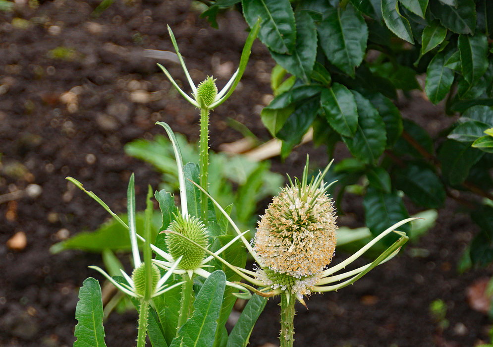  Cylindrical Dipsacus fullonum inflorescence with tiny white flowers 