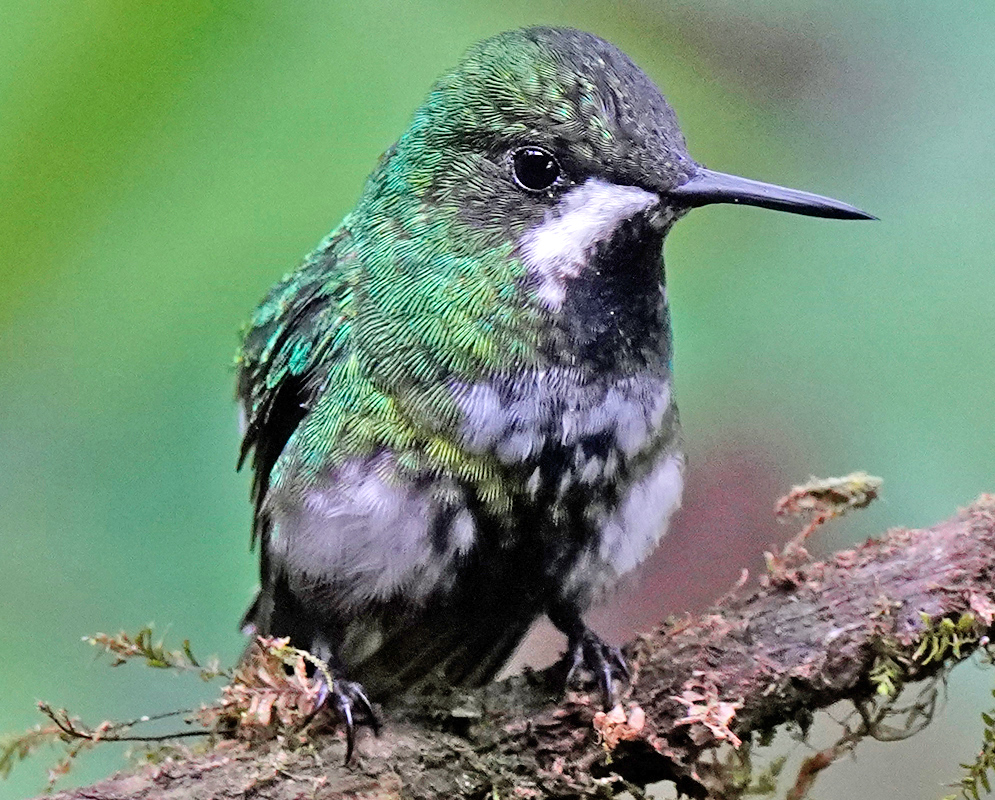 Discosura conversii Perched on Twig Tiny hummingbird with bright green plumage and speckled underparts sits alert on a mossy twig in a blurred forest setting