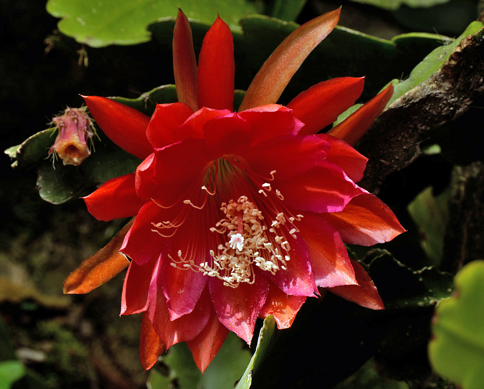 Disocactus ackermannii Red Flower Disocactus ackermannii flower with large scarlet red petals and a cluster of white stamens emerging from the center