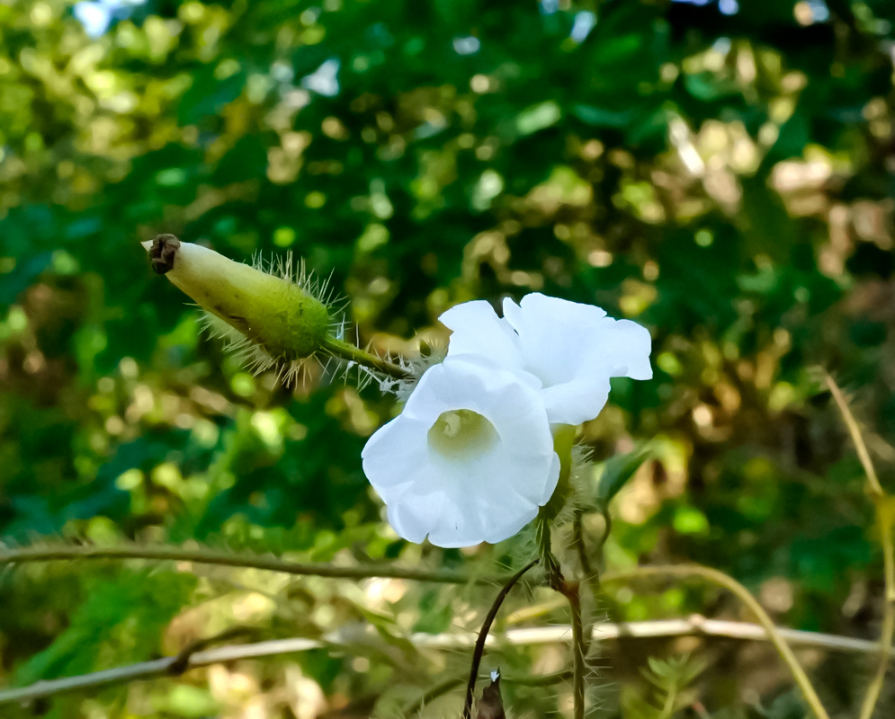 Distimake aegyptius white flower with a yellow center