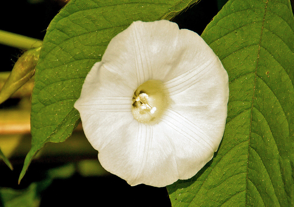 A white Distimake aegyptius flower with a cream center 