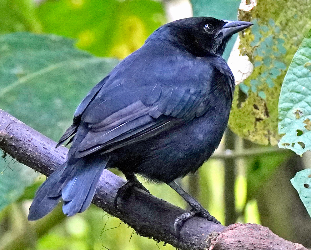 Dives warczewicz Blackbird Perched Small jet-black songbird perched sideways on a thick leafy branch, displaying a slightly upturned beak and compact body