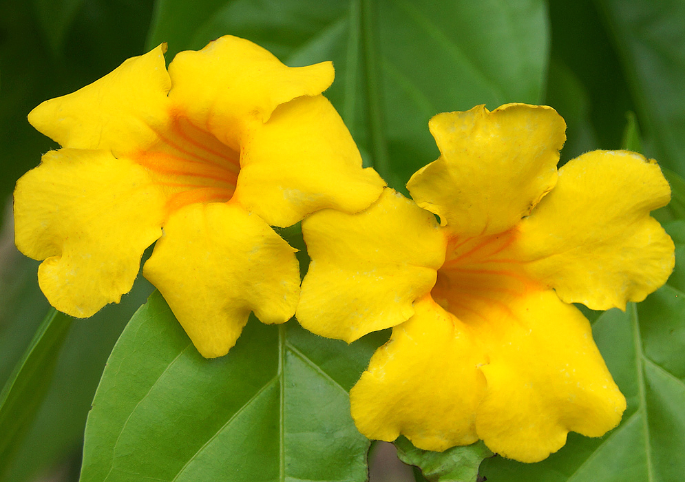Two Dolichandra uncata yellow flowers with orange streaks in the throat
