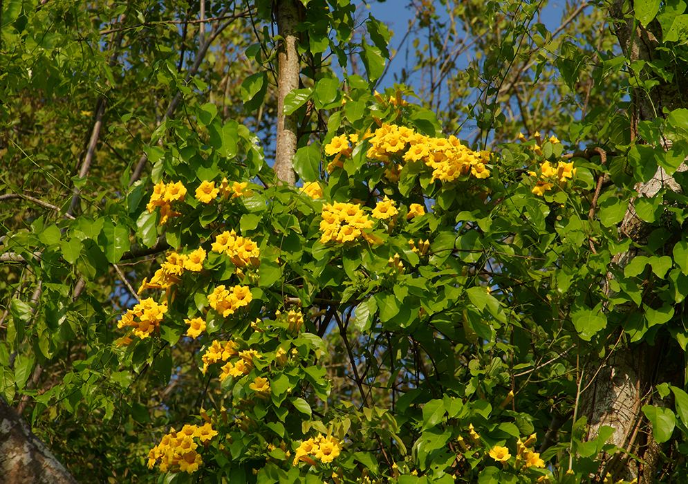 A Dolichandra uncata vine with clusters of bright yellow flowers growing on top of a tree with a deep blue sky in the background