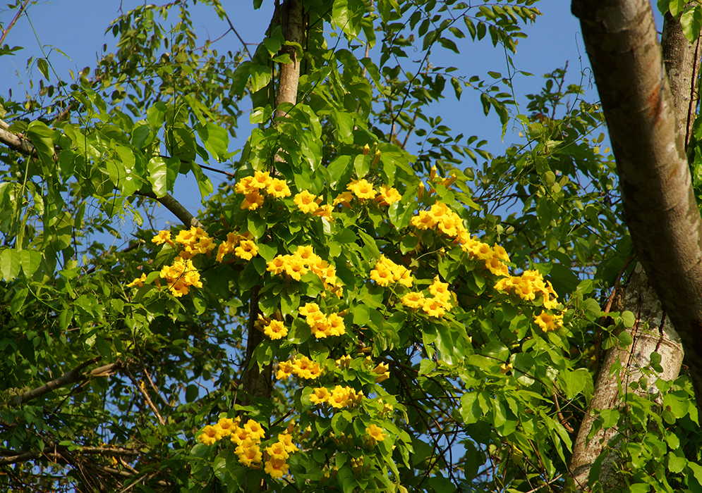 A Dolichandra uncata vine with clusters of bright yellow flowers growing on top of a tree