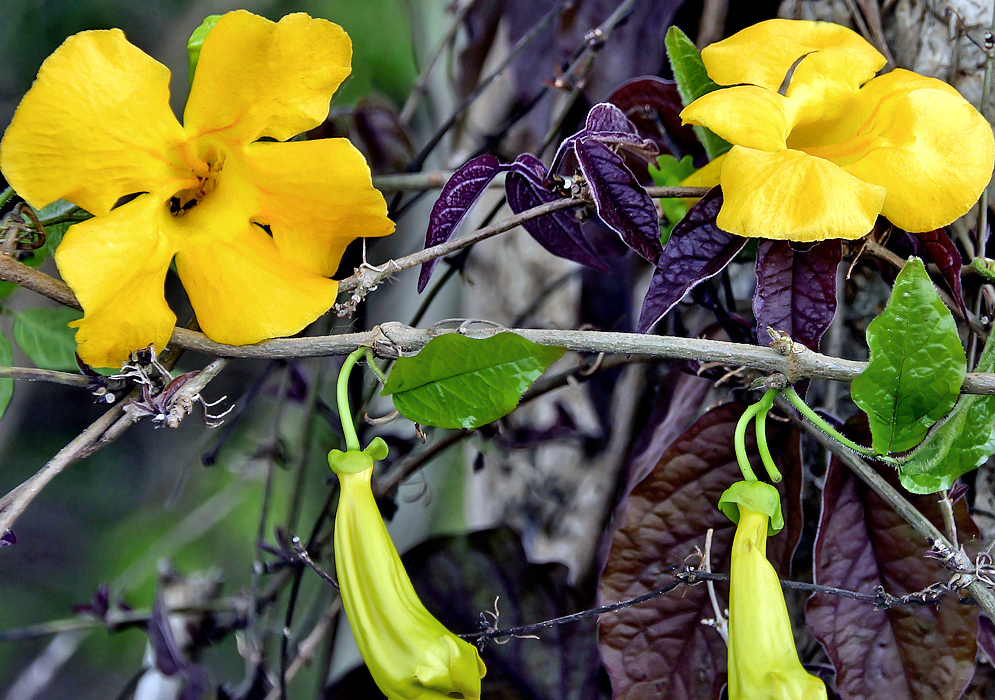 Two yellow orangish Dolichandra unguis-cati flowers with new purple leaves 