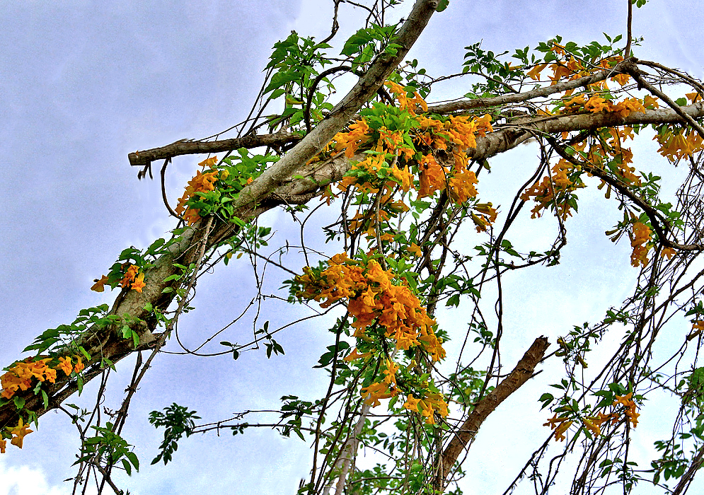 Dolichandra unguis-cati vine with orangish yellow flowers climbing a tree