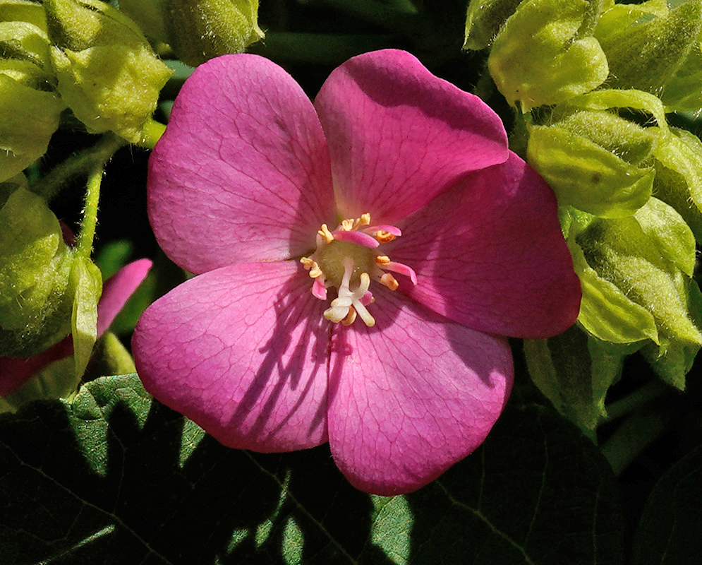 Close-up of a Dombeya burgessiae ‘Seminole’ flower with five broad pink petals, prominent yellow stamens, and green sepals surrounding unopened buds